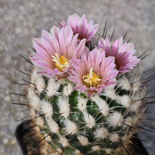 Gymnocactus grzegorzii